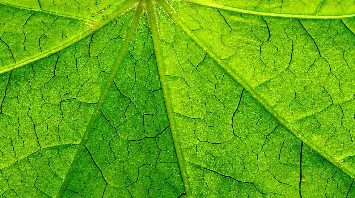 development & production
of nutritional supplements